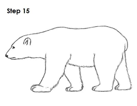 How to Draw a Polar Bear