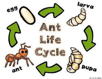 All About Ants! {Life Cycle, Ant Bodies} | Life cycles, Ant life cycle ...