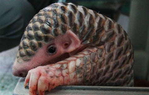 10+ Baby Pangolins Who Are The World’s Cutest Artichokes | Bored Panda