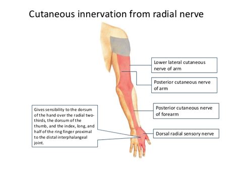 Radial Nerve Anatomy