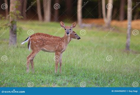 Twin whitetail deer fawns stock photo. Image of deer - 204496092