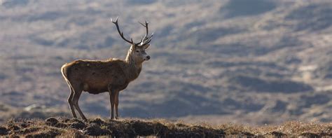 Red Stags - Country Sport Scotland