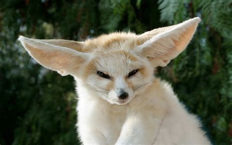 Fennec Fox Baby Wallpaper 41799 - Baltana