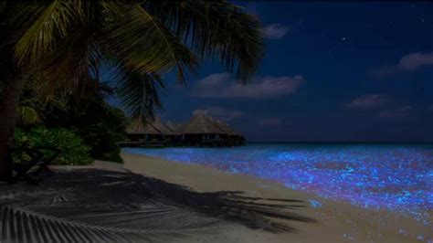 Maldives Beach Bliss - Paradise of bioluminescence