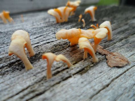 Orange Fungus On Wood | Bored Panda