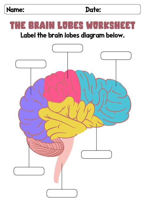 8 Brain Lobes Worksheet / worksheeto.com