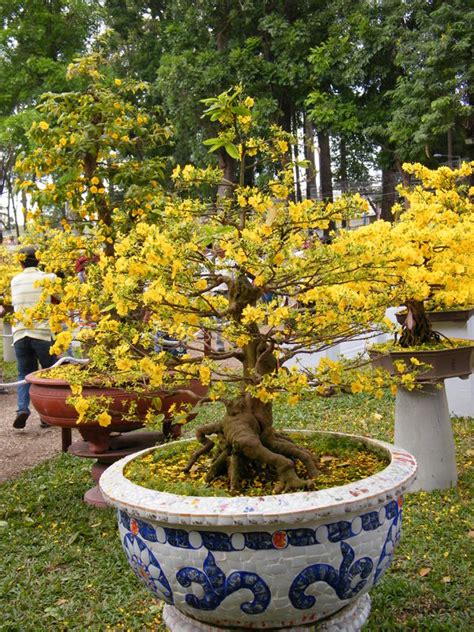 Traditional flower of South Viet Nam " Hoa Mai