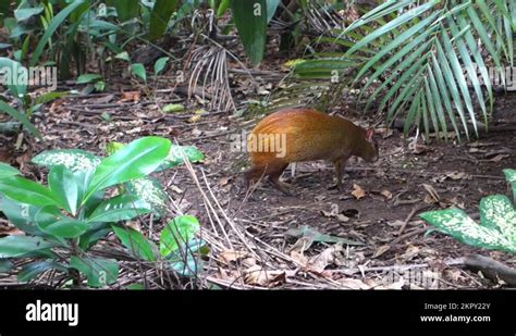 Rainforest biodiversity south america Stock Videos & Footage - HD and ...