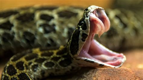 Which came first: Snake fangs or venom? | Live Science