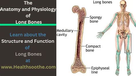 The Anatomy (Structure) and Physiology (Function) of Long Bones