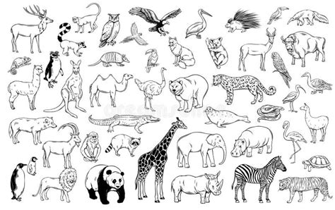 Zoo Animals Drawing Images