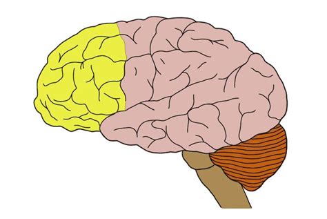 Know your brain: Prefrontal cortex — Neuroscientifically Challenged