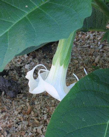 This is the Angels Trumpets page of our A to Z garden guide -- how to ...