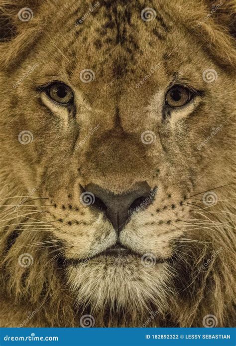 Close up the lion face stock photo. Image of wildlife - 182892322