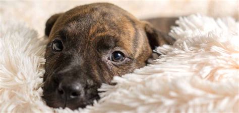 Brindle Dog Breeds - 20 Beautiful Pups With A Stunning Coat