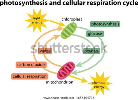 Diagram Photosynthesis Respiration Cycle Stock Vector (Royalty Free ...