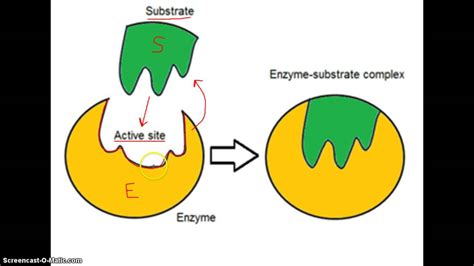 [DIAGRAM] Diagram Of Structure Of Enzyme - MYDIAGRAM.ONLINE