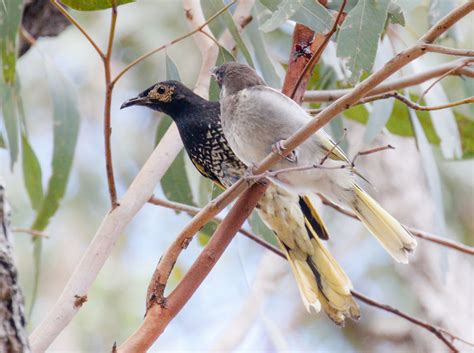 Regent Honeyeater