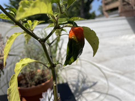 ghost pepper!! : r/plants