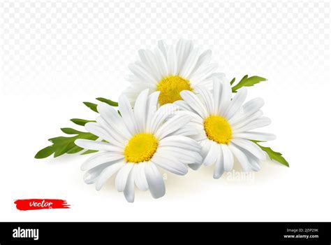 Chamomile flowers isolated on transparent background. Realistic vector ...