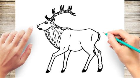 Elk Drawing