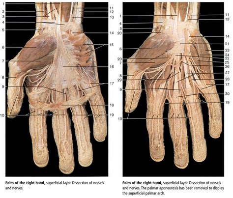 Palmar view of hand muscles Diagram | Quizlet