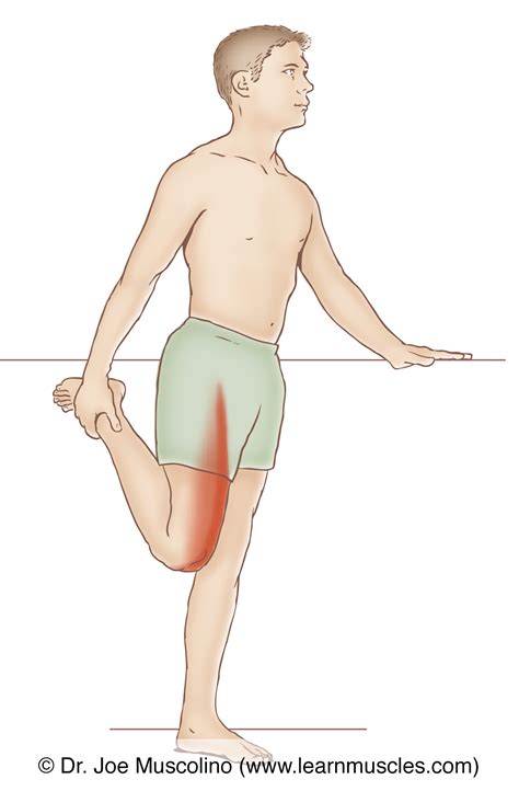 Quadriceps Femoris Group - Stretching - Learn Muscles