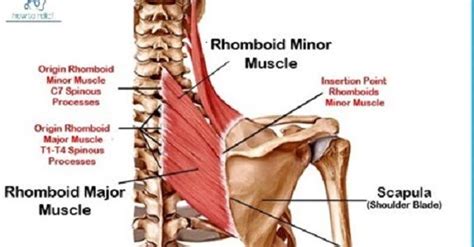 Rhomboids Muscle: Origin, Insertion, Nerve Supply & Action » How To ...