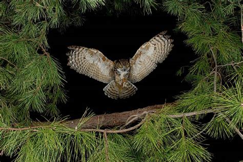 Owl Flying Pictures, Images and Stock Photos - iStock