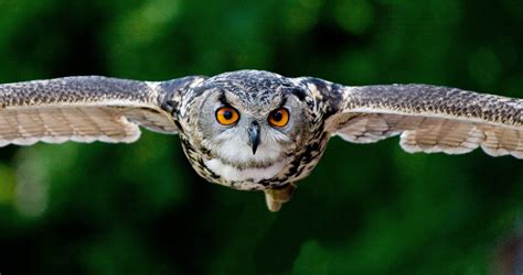 Owl, Bird, Animal, Wings Free Stock Photo - Public Domain Pictures