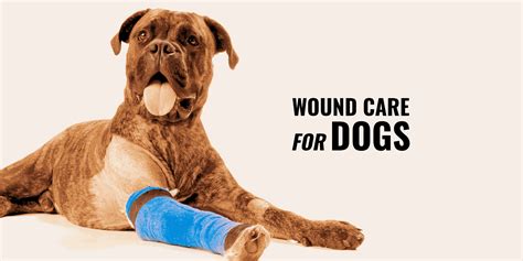 (Open) Wound Care for Dogs – Supplies, Treatments & Recovery