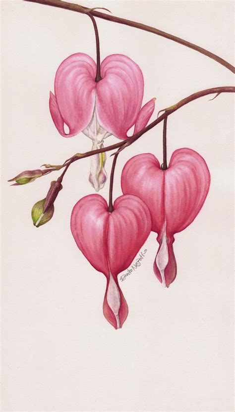 Bleeding Heart Flower Drawing at PaintingValley.com | Explore ...