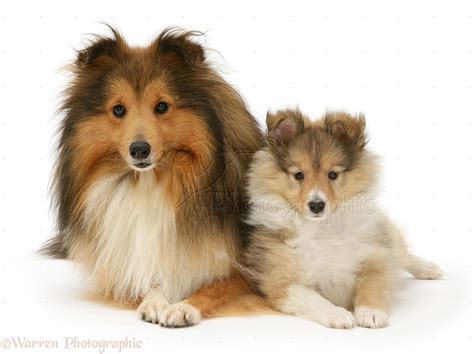 Sable Shetland Sheepdog (Sheltie) and pup photo WP14660