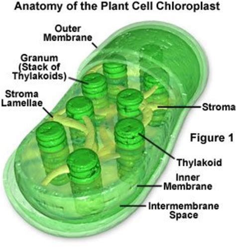 A Photosynthesis Diagram