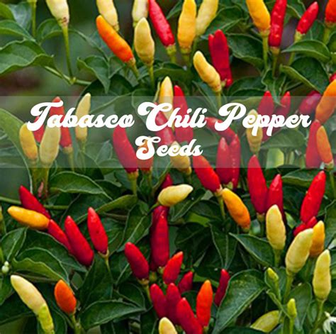 Tabasco Pepper Seeds | Etsy