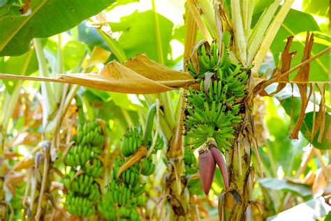 11 Manfaat Pisang Emas bagi Kesehatan Tubuh dan Pikiran | BukaReview