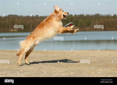 playing Golden Retriever Stock Photo - Alamy