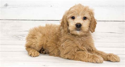 Toy Poodle Golden Retriever Mix | Wow Blog