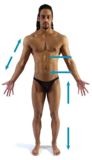 Directional Terms - Anterior View Diagram | Quizlet