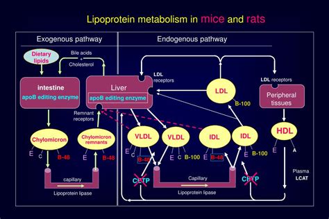 PPT - Exogenous Pathway Endogenous pathway PowerPoint Presentation ...