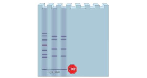 Troubleshooting SDS-PAGE Gel Running Issues | GoldBio