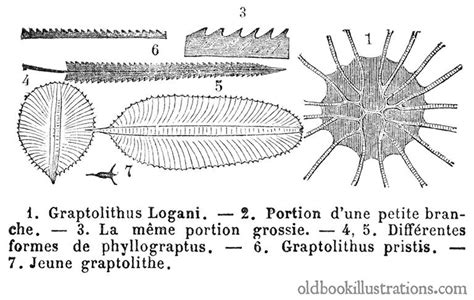 Graptolites – Old Book Illustrations