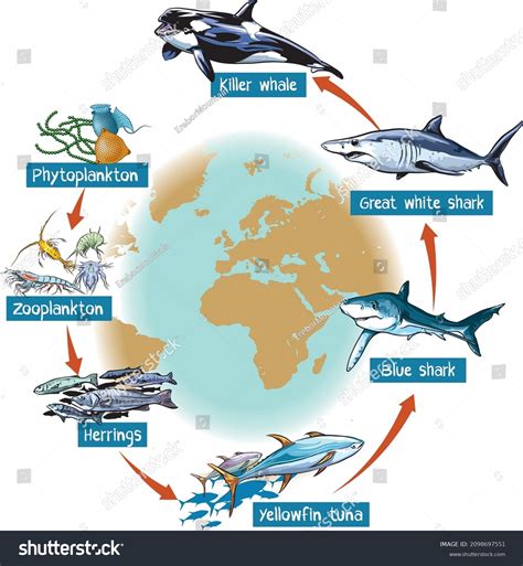 789 Food Chain Marine Life Images, Stock Photos & Vectors | Shutterstock