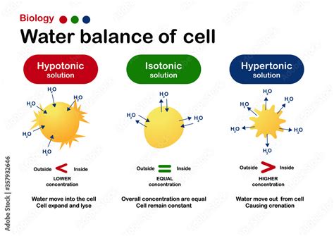 Biology diagram show effect of isotonic, hypertonic and hypotonic ...