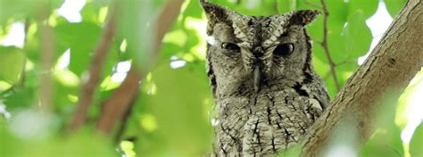 Know Your Nocturnal Neighbors: Nine Owl Sounds to Listen For | ABC