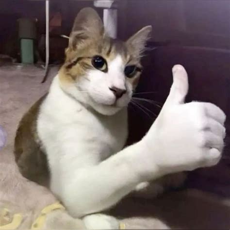 Calico Cat Giving a Thumbs Up