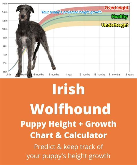 Irish Wolfhound Height+Growth Chart - How Tall Will My Irish Wolfhound ...