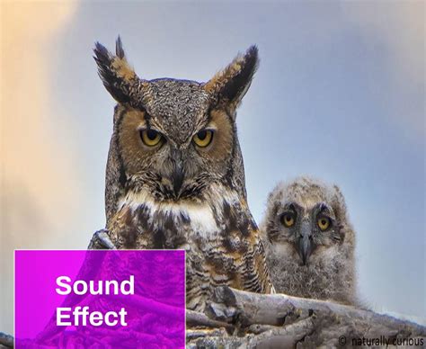 Father Owl Hooting Sound Free MP3 Download | Mingo Sounds