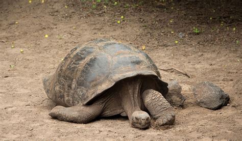 Galapagos Tortoise Facts and Pictures