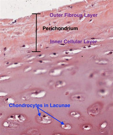 Elastic Cartilage Histology